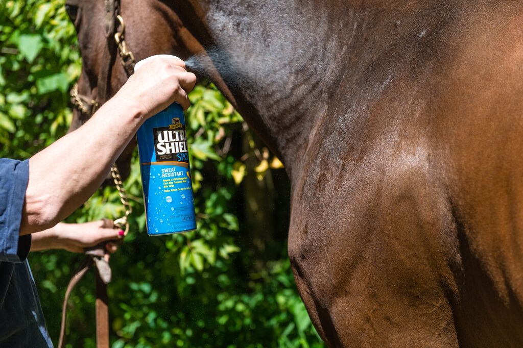applying fly spray to horse